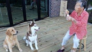 What is the reaction of the dog when Grandma makes the soap bubble?