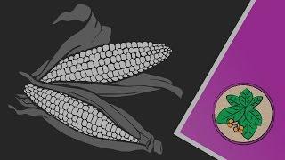 How humans made corn.