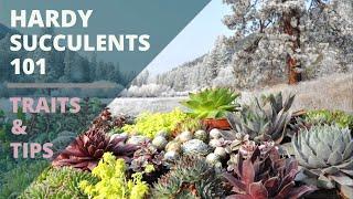 Cold Hardy Succulents 101 -  Care Tips & Unique Traits