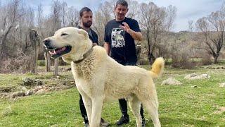 TÜRKİYE’NİN EN BÜYÜK AKBAŞ ÇOBAN KÖPEĞİ ~ AK BARAN @Dagdayasam #dogs #animals