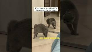 VIral Funny Videos Funny Animal  Viddeos Most Funnest Noor OffIcial