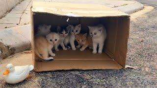 The smallest kittens meow, Find the mother cat, We have rescued! many of the smalles cute