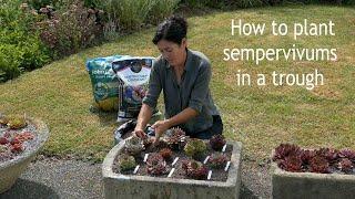 How to plant sempervivums in a trough