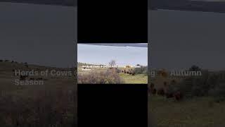 Herds of   @ Indian Hills during  season #hiking #hikingtrails  #autumn