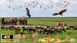 4K African Wildlife: Tarangire National Park - Scenic Wildlife Film With Real Sounds