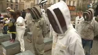 Apiculture : une aide de 3 Millions d'euros pour renouveler les essaims