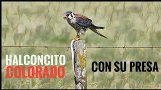 Halconcito COLORADO  DEVORANDO a un pequeño REPTIL  - American Kestrel 