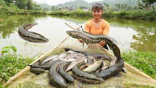 FULL VIDEO: Cook Whole Fried Chicken, Harvest Many Snakehead Fish Go To Market Sell, Free Bushcraft