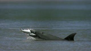 Dolphins Help Fishermen Catch Fish