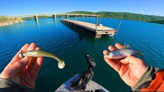 Fishing for lures vs live fish - You will be surprised at the result!