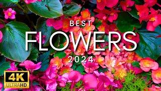 Famous Island of Amazing Flower Gardens | Flowers & Peaceful Music for Relaxing - Mackinac Island