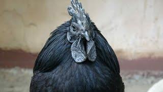 Top 10 Most Expensive Chickens in The World