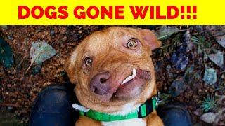 Dogs Gone Wild: The 10 Most Cringeworthy Things Your Pup Does!