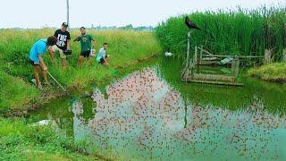 Amazing Modern Betta Fish Farming Technique -Why do Fish Need Live foods -Catching & Feeding Daphnia