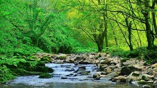 Calm and Soothing Native American Flute | Ambient Music for Stress Relief