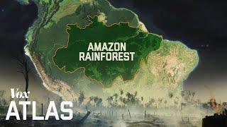 The destruction of the Amazon, explained