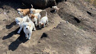 The cute puppies who took refuge in the cave came running when they saw us.