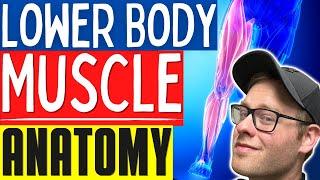 Learn Muscle Anatomy | Basic Lower Body Muscle Anatomy For Personal Trainers and Massage Therapists