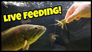 Bass Love Crawfish! Live Hand Feeding