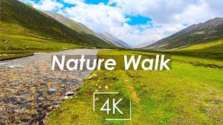 Beautiful Nature Walk Through An Open Green Meadow | Virtual Nature Walk | No Music | PoV Tube