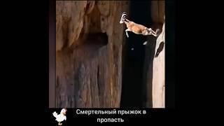 СМЕРТЕЛЬНЫЙ ПРЫЖОК В ПРОПАСТЬ