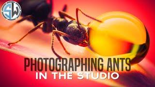 How to Photograph Ants in the Studio | Macro Photography 