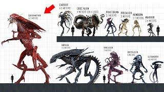 XENOMORPH Size Comparison