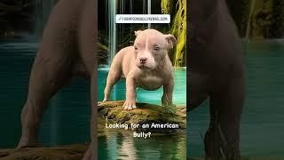 #fyp #foryou #subscribe #share #like #comment #youtubeshorts #youtube #thompsonsbullykennel.com
