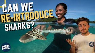 Can Sharks Be "Re-introduced" To the Wild?