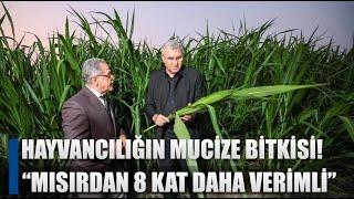 Hayvancılığın Mucize Bitkisi! "Mısırdan 8 Kat Daha Verimli Maliyet Düşecek" AGRO TV HABER