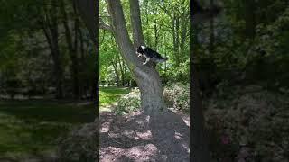 Parkour Dog climbs tree