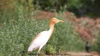 Let's have visit world of wildlife with me (Salman Baloch)