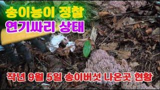 작년 9월 5일  송이버섯 나왔던 곳에 가보았다.