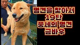 명견을 찾아서 19탄 풍세의 명견 금복이 금바우