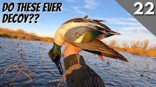 Duck Hunting Texas | Public Land Mixed Bag (7 Species)