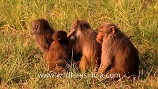 Monkeys grooming each other at Sundarban, West Bengal