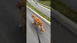 That movement  #goldenretriever #golden #dogshorts #dogowner #doglover #puppy #dog #dogs #doglife