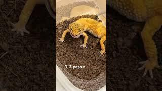 Эублефар VS Бананоед  #бананоед #рептилии #эублефар #питомцы #экзотика