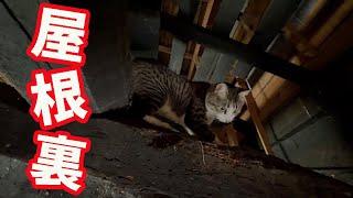 【突然姿を消した愛猫】驚きの脱走経路とその理由