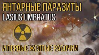 Lasius umbratus-желто-черная империя.