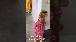 Monkey Lyly made a sound when she saw someone familiar. #shorts #youtubeshorts #cutefunny