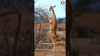 Gerenuk  The Giraffe-Gazelle Hybrid!
