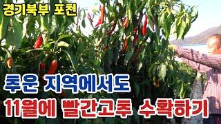 추운지역에서도 11월에 빨간 고추 수확하기 (경기북부 포천시)