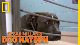 Comforting a Scared Dog | Cesar Millan's Dog Nation