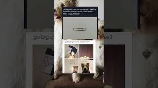 I think dog marriage is the future