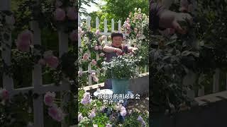 全国月季5月花事，现在修剪刚刚好【天狼说月季】