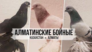 Столб, винт, гребля ногами: Алматинские бойные голуби Ержана, г. Алматы, Казахстан.