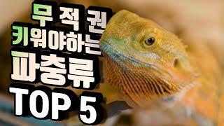 파충류 꼭 키워야 한다면.. TOP5 키우는 사람들이 뽑은 파충류 순위