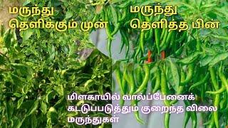 முழுவதும் இலைப்பேன் தாக்குதலால் பாதிக்கப்பட்ட மிளகாய்ச் செடி சரியானது எப்படி ?விவசாயியின் நேர்காணல்