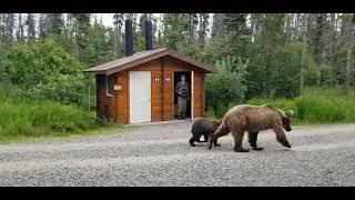 Close Bear Encounter in Katmai Park